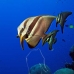 batfish_longfin_jr_v_0705_png0352.jpg